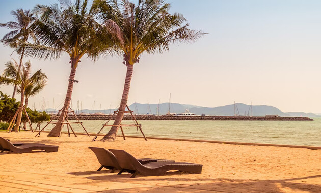 beach with paln trees in dubai beach